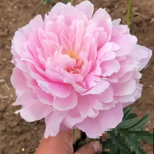 芍药这么美，为啥还被称为“鬼花”？