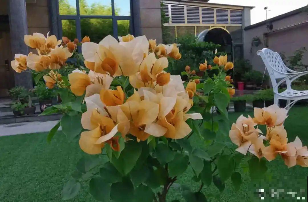 养护三角梅，注意3个养护要点，花期“超长待机”