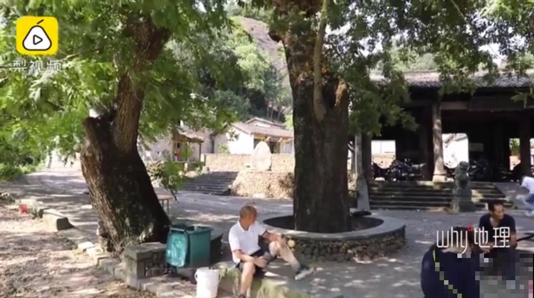 江西无蚊村,种满“驱蚊树”,一年四季没蚊子 江西无蚊村,种满“驱蚊树”,一年四季没蚊子