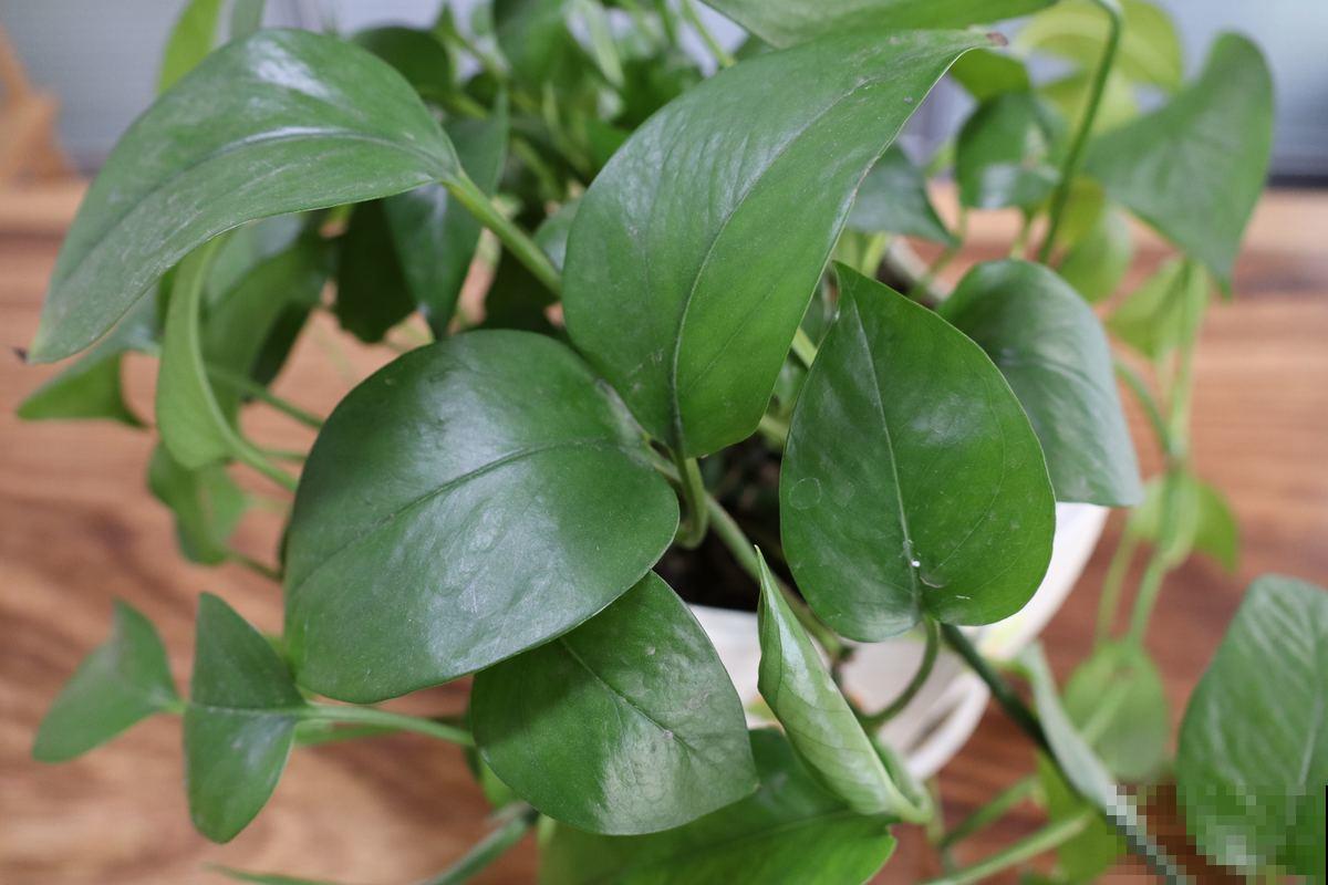 家中空气不清新？养这5种植物，清香怡人