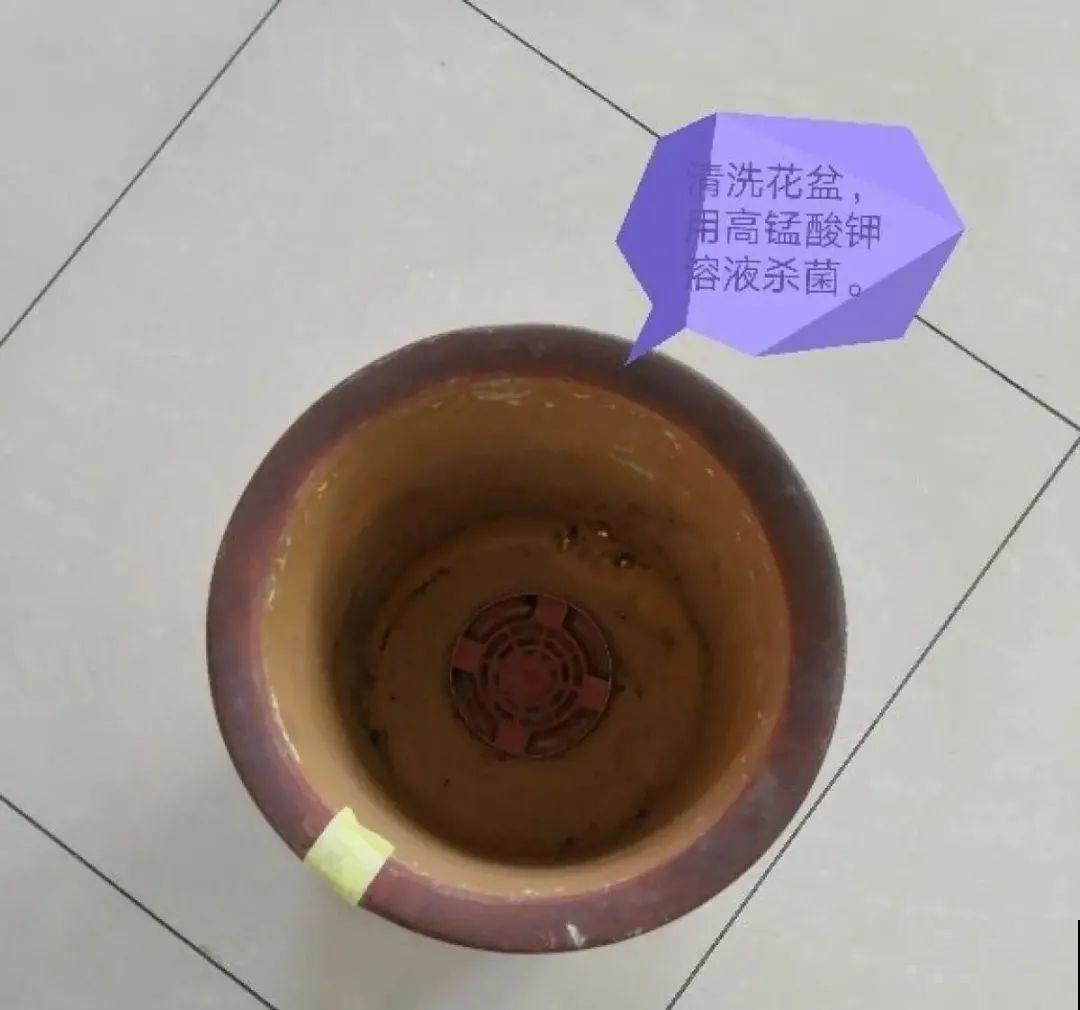 换盆时间到,换好后植物呼呼长,不换全年不开花 换盆时间到,换好后植物呼呼长,不换全年不开花