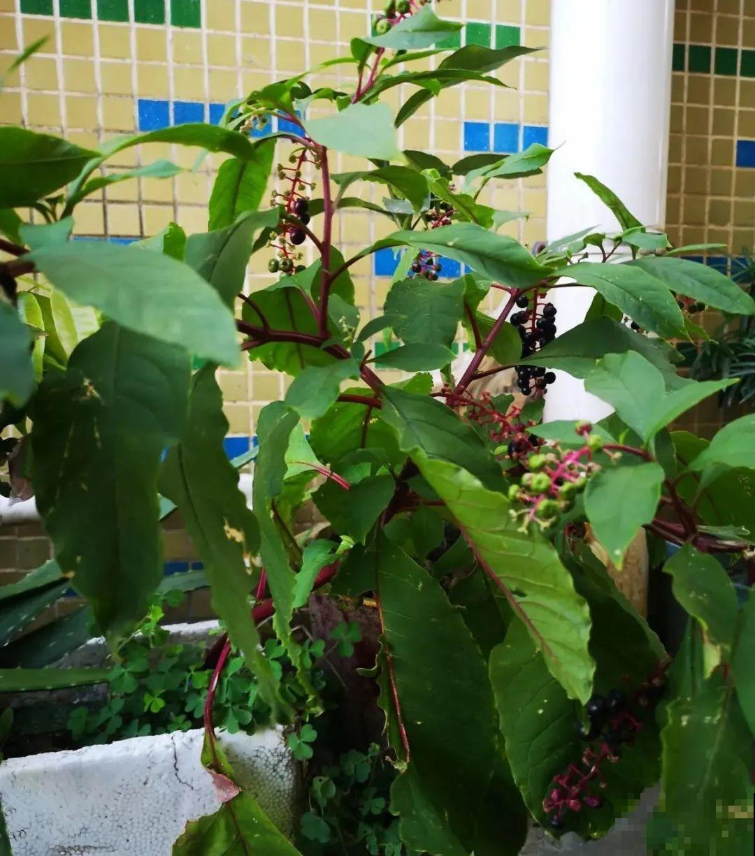 路边的有毒果，被老人捡回家吃，真吓人