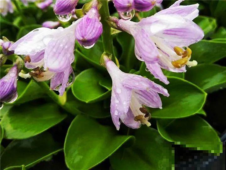 家里别只养绿萝,15种精致耐阴花,光照不好也能长很美 家里别只养绿萝,15种精致耐阴花,光照不好也能长很美