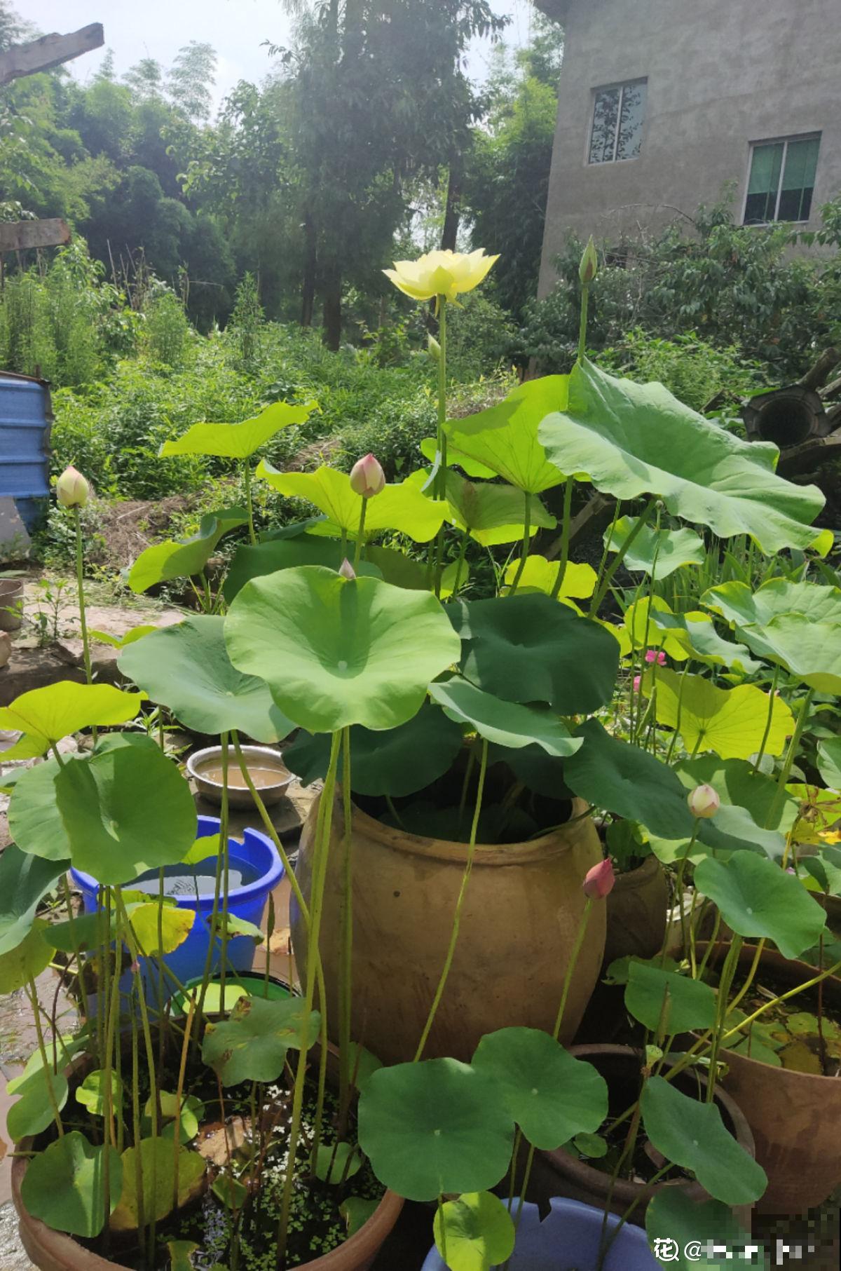 5种植物，年纪越大的人养得越好，太年轻养不好