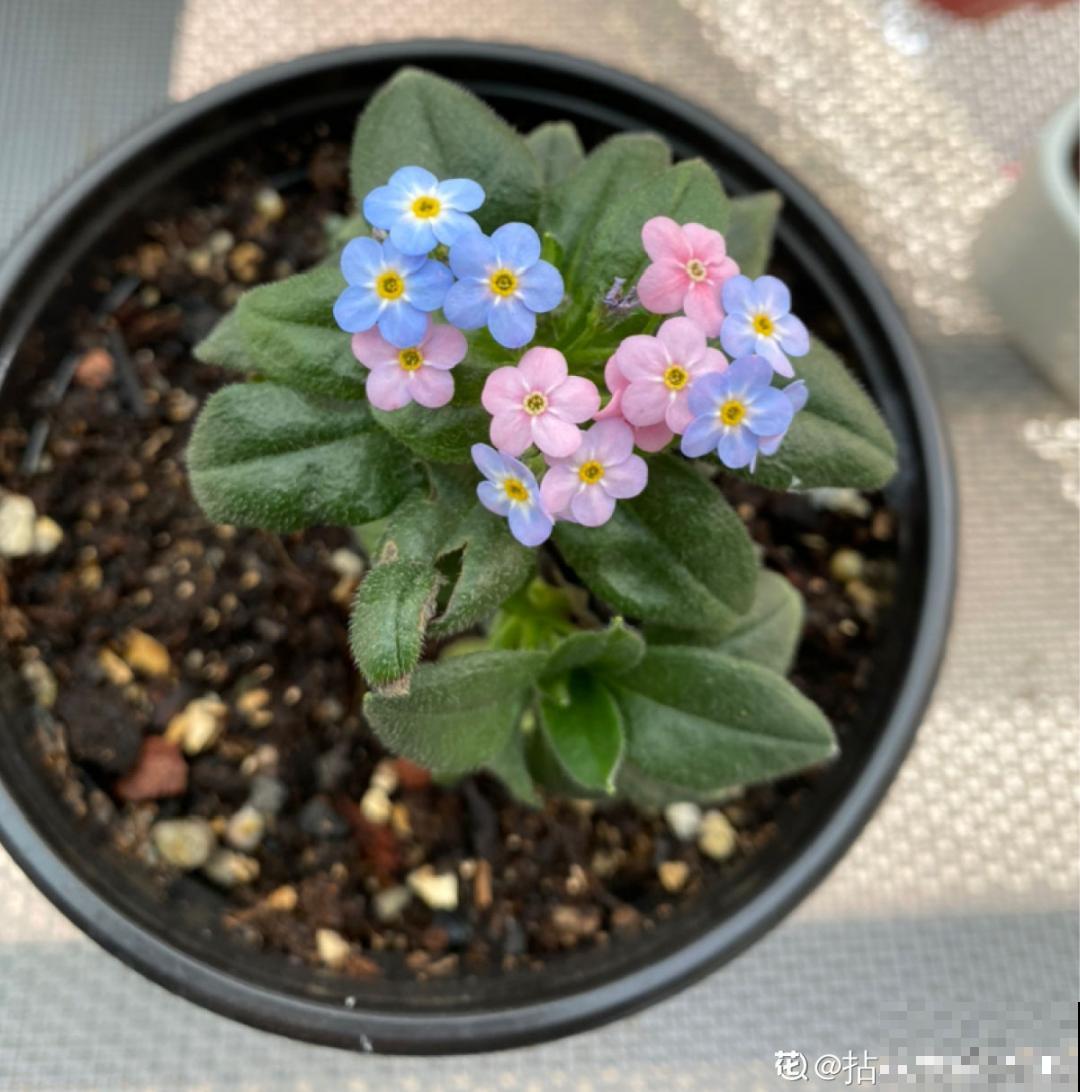 仙气飘飘的花，颜值高、花期长，养一盆不亏