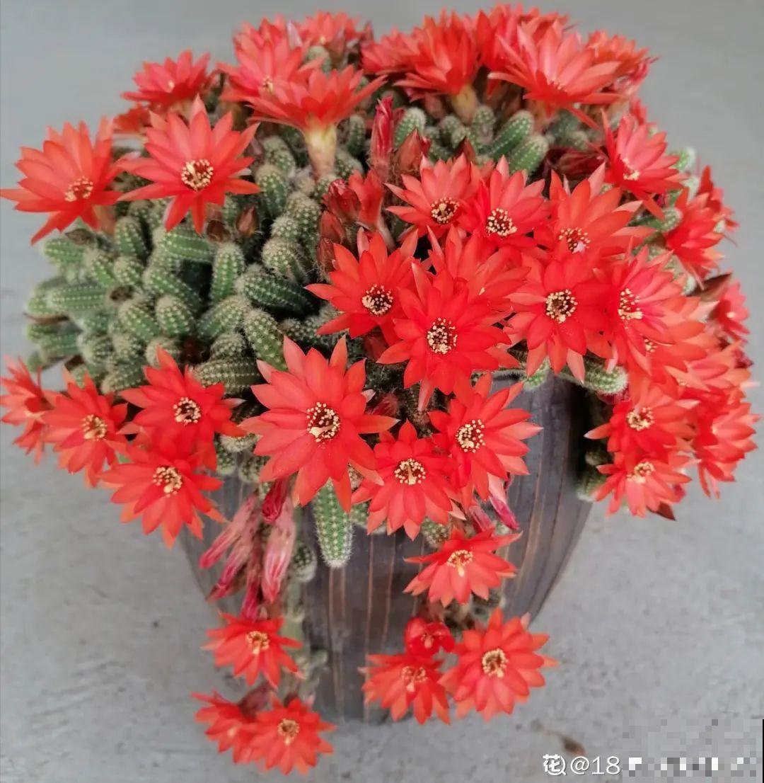 “不死鸟”真烦人，越养越多，真想扔掉