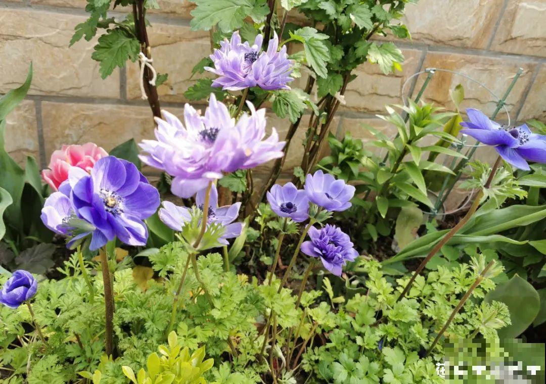 特有气质的小众花,颜值超高,温度零下也能活 特有气质的小众花,颜值超高,温度零下也能活