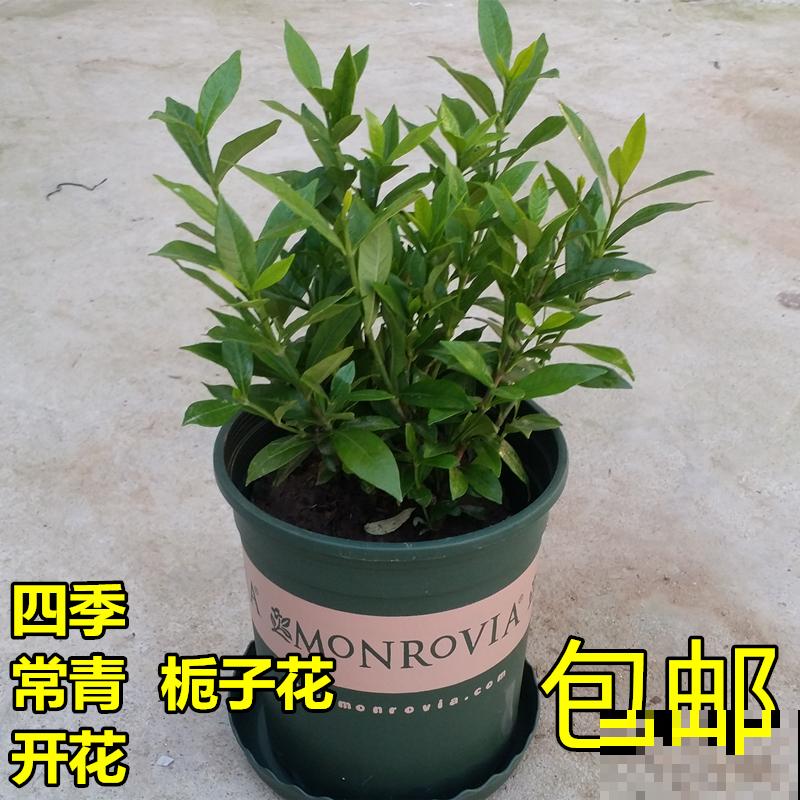 家中空气不清新？养这5种植物，清香怡人