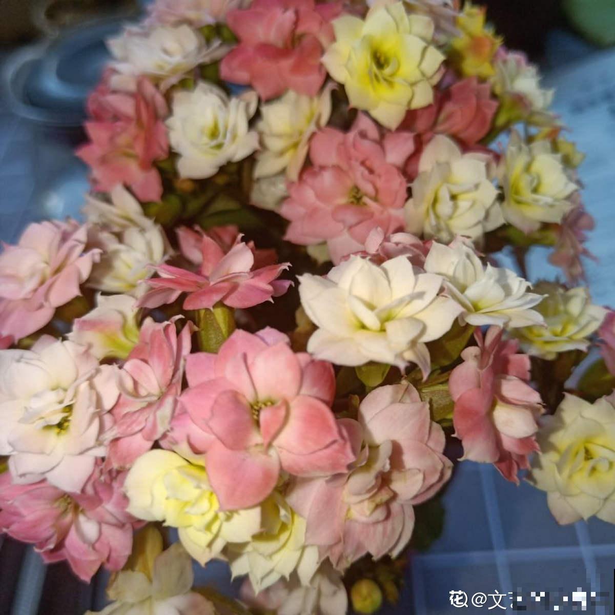 植物中的“变脸怪”,一天的时间就变色,究竟是为啥 植物中的“变脸怪”,一天的时间就变色,究竟是为啥