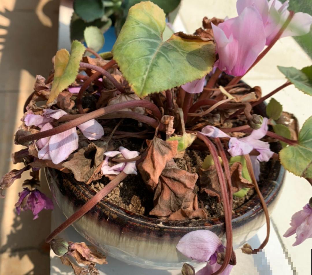 9种花,天热会“假死”,千万别丢了,秋天就苏醒 9种花,天热会“假死”,千万别丢了,秋天就苏醒