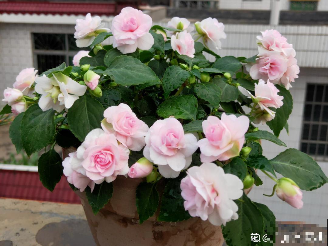 仙气飘飘的花，颜值高、花期长，养一盆不亏