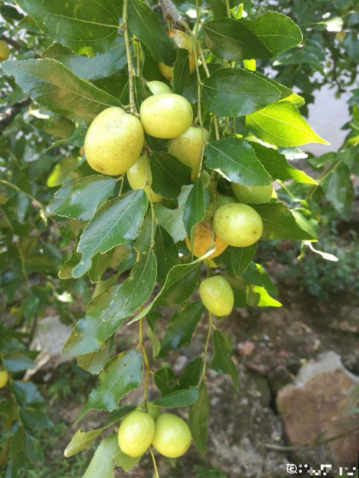 只赏花没意思?这3种果树最适合家中养殖,赏花吃果好运来 只赏花没意思?这3种果树最适合家中养殖,赏花吃果好运来