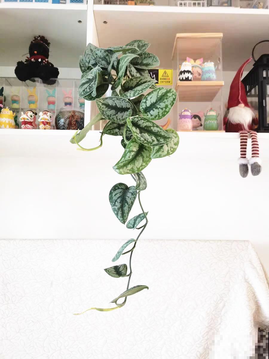 10种花,看着贵气有格调,实际价格很便宜 10种花,看着贵气有格调,实际价格很便宜