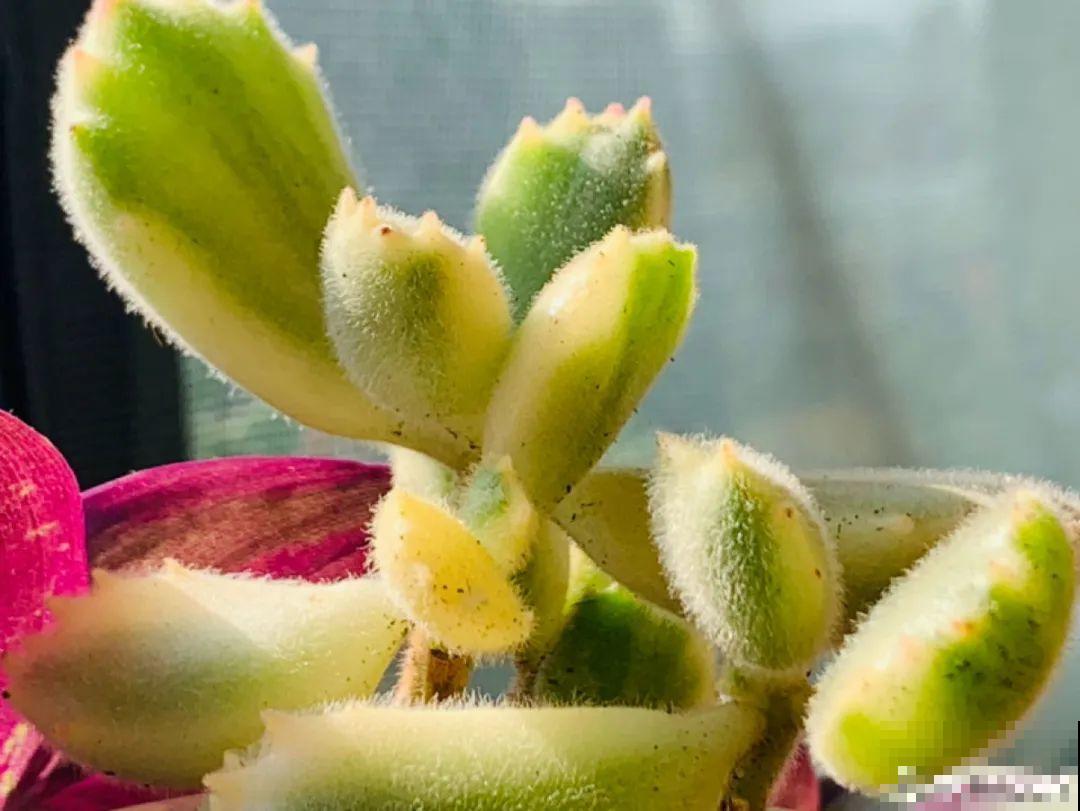 4种色系多肉,每一款都超有品位,你喜欢哪种? 4种色系多肉,每一款都超有品位,你喜欢哪种?