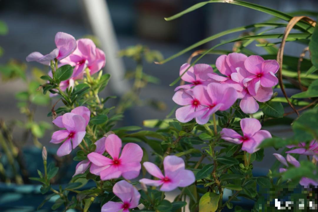 6种花耐高温，夏天也能养开花
