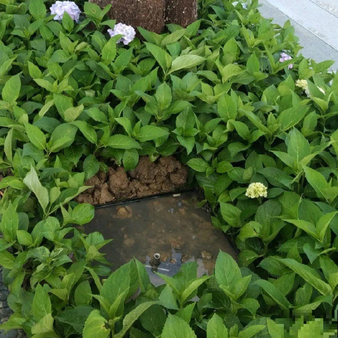 绿化带“壕”无人性，10万块的花堆一起，你认识几个？