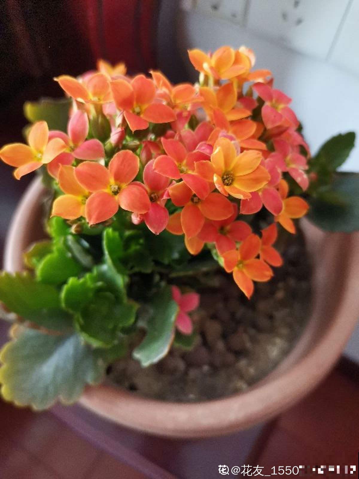 3种花马上要醒了,抓住时机养护,秋天呼呼冒新芽 3种花马上要醒了,抓住时机养护,秋天呼呼冒新芽