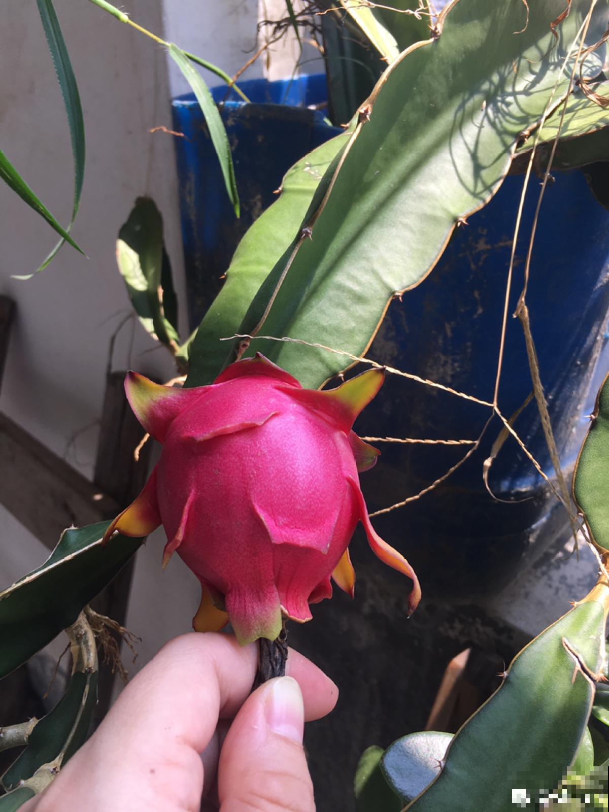 7种最适合阳台养殖的水果，成活率高，果香飘满屋