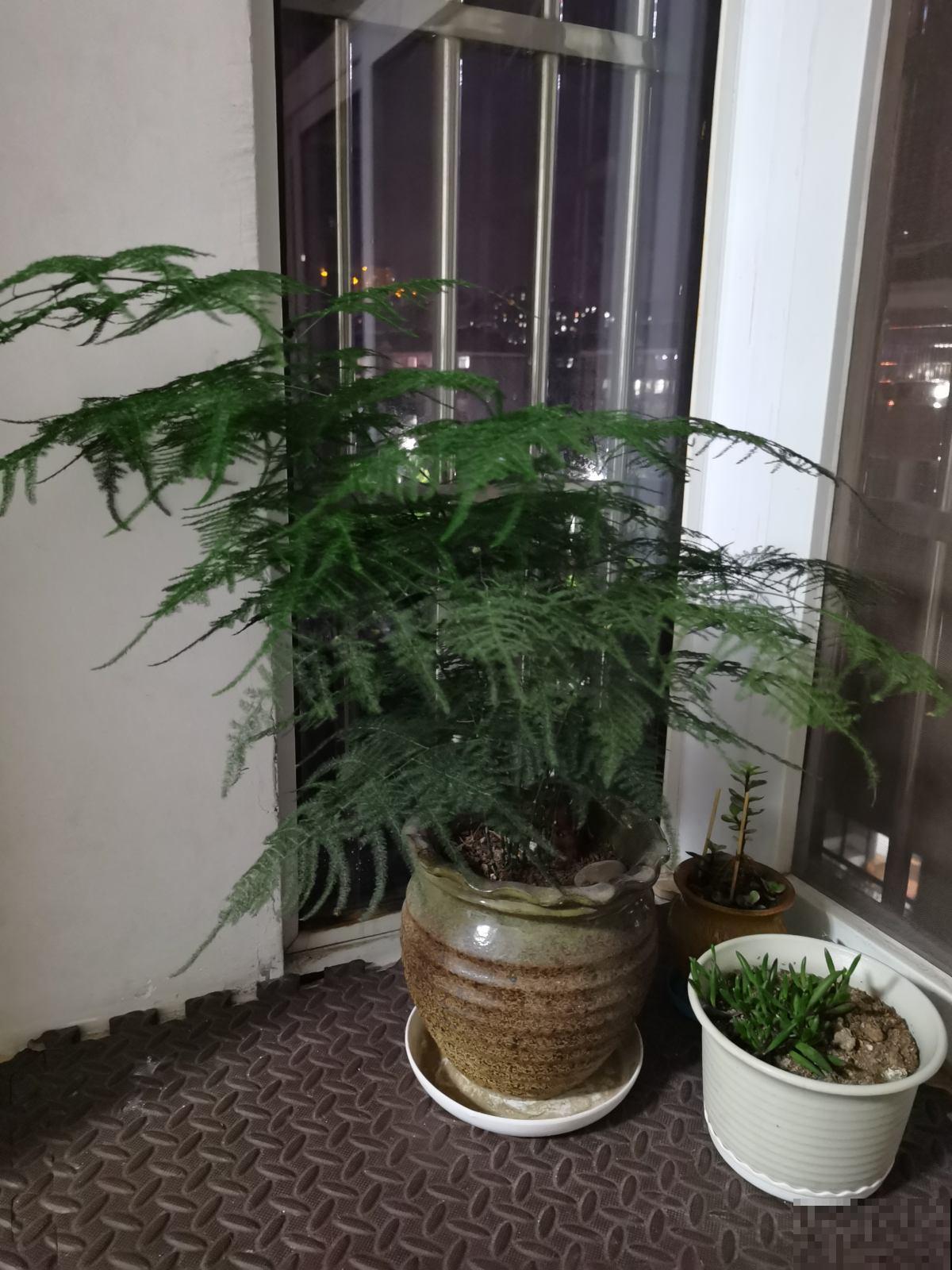 别只知道养绿萝，每个家里适合养什么，我来告诉你