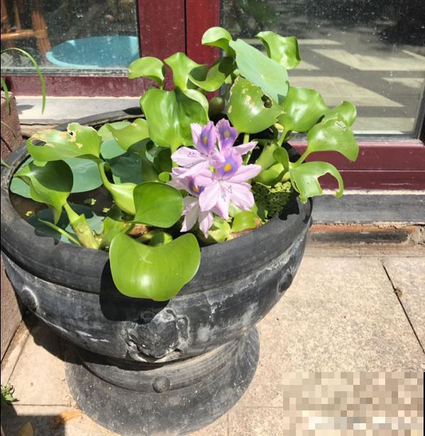 南方泛滥的花,北方人“爱不释手”,太“拉仇恨”了 南方泛滥的花,北方人“爱不释手”,太“拉仇恨”了