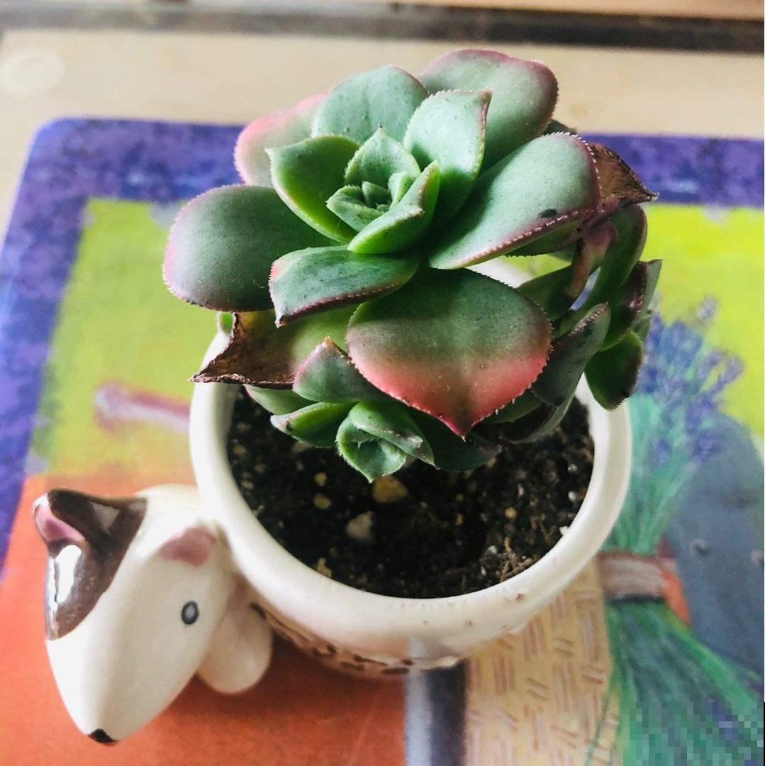 想在夏天养多肉?看看这5种,放在阳台无压力 想在夏天养多肉?看看这5种,放在阳台无压力