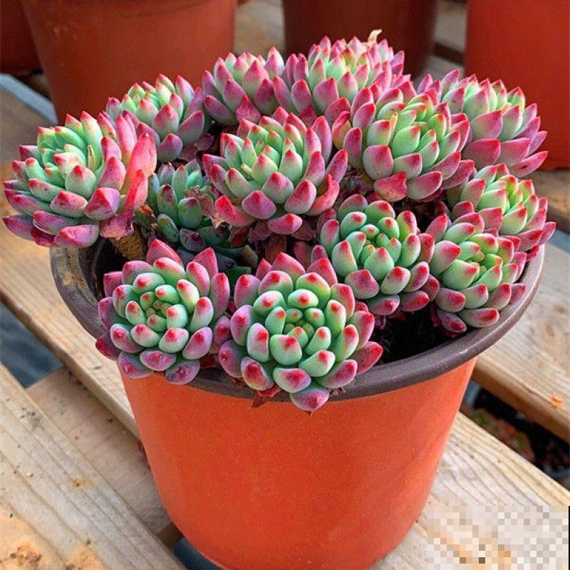 蓝苹果不够蓝不生长？解决这3个问题，不愁不爆盆