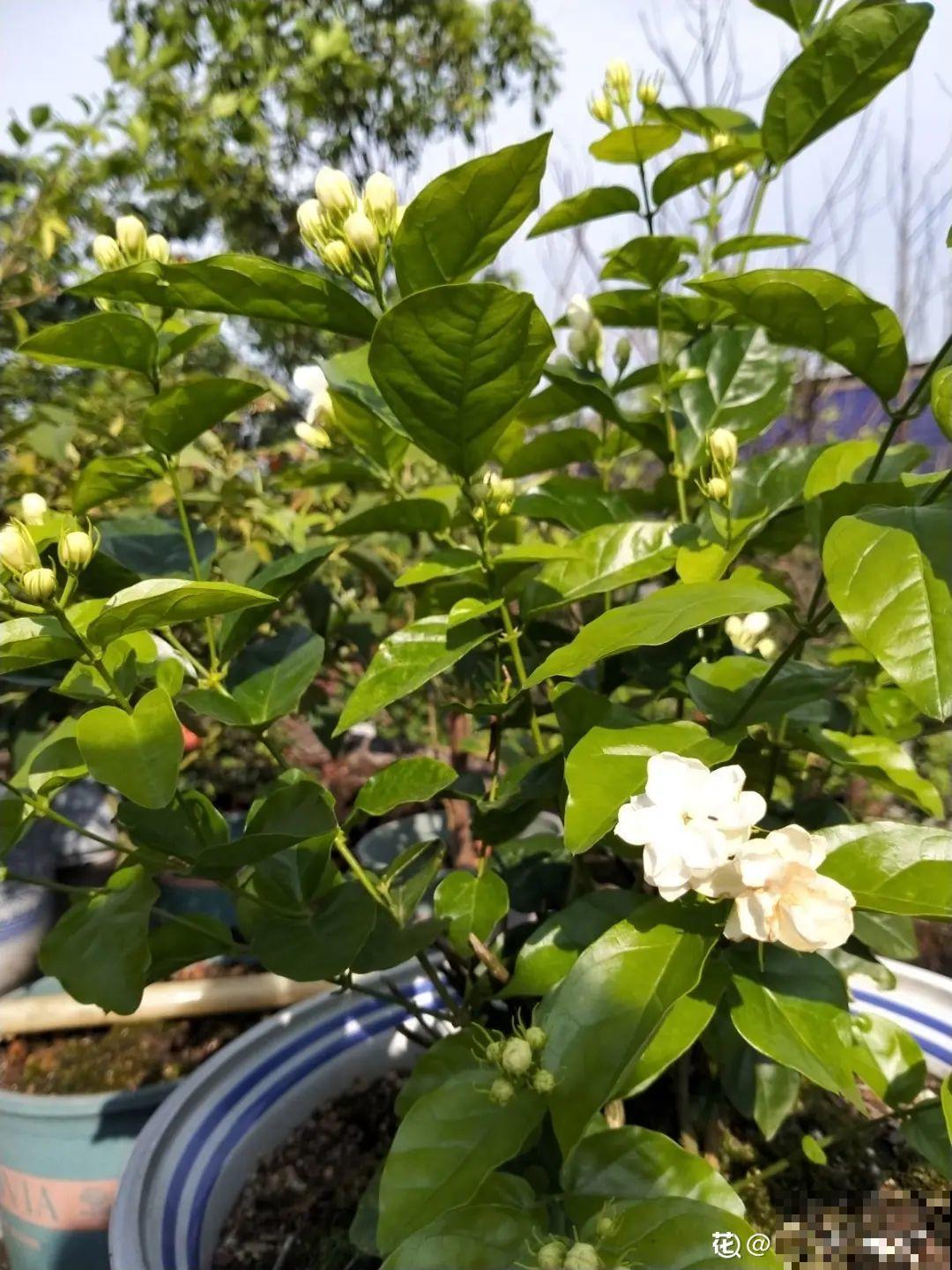 6种花，不怕太阳晒，太阳底下嗖嗖长个儿