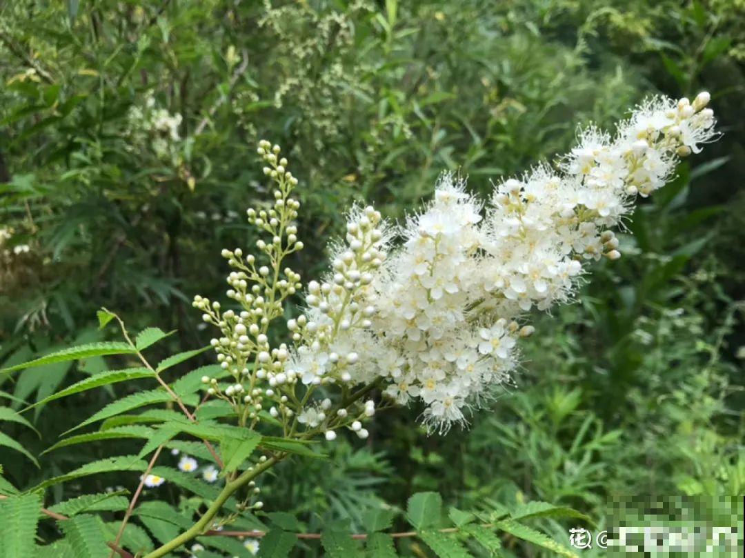 仙气飘飘的花，颜值高、花期长，养一盆不亏