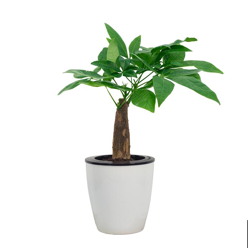 夏天养花，这4个地方不能养，不然植物都死了