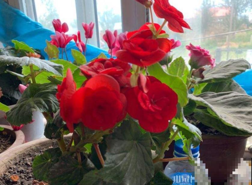 天热懒人养花必备的3种花，非常好打理，花点心思就能活