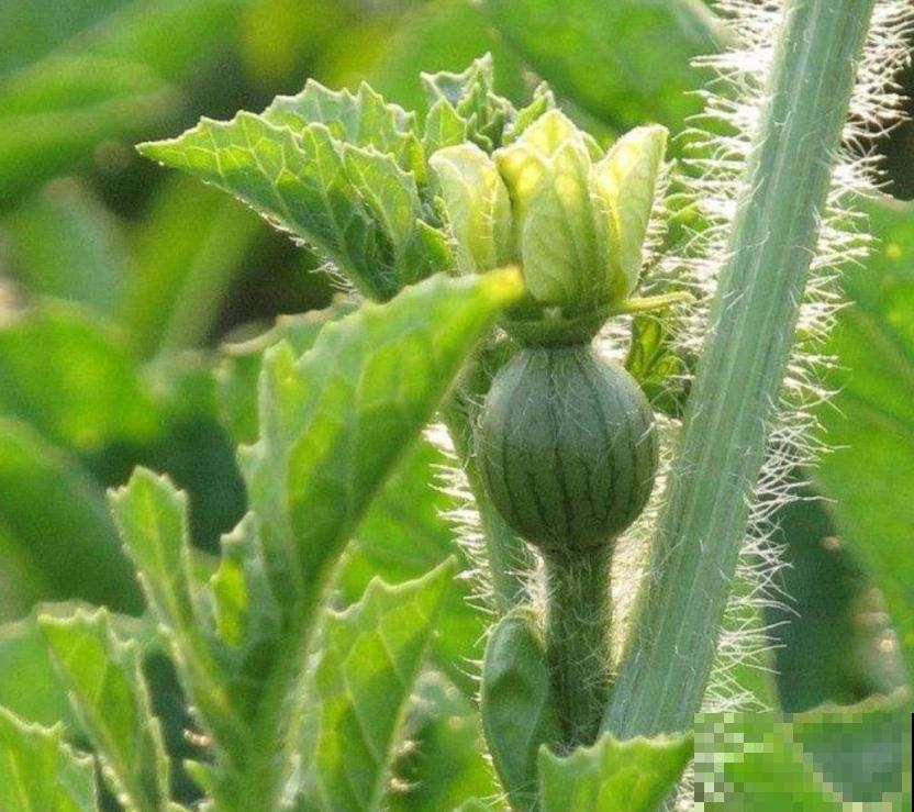 种不出瓜果怎么办？注意催芽过程的3个方面，不怕种子不发芽