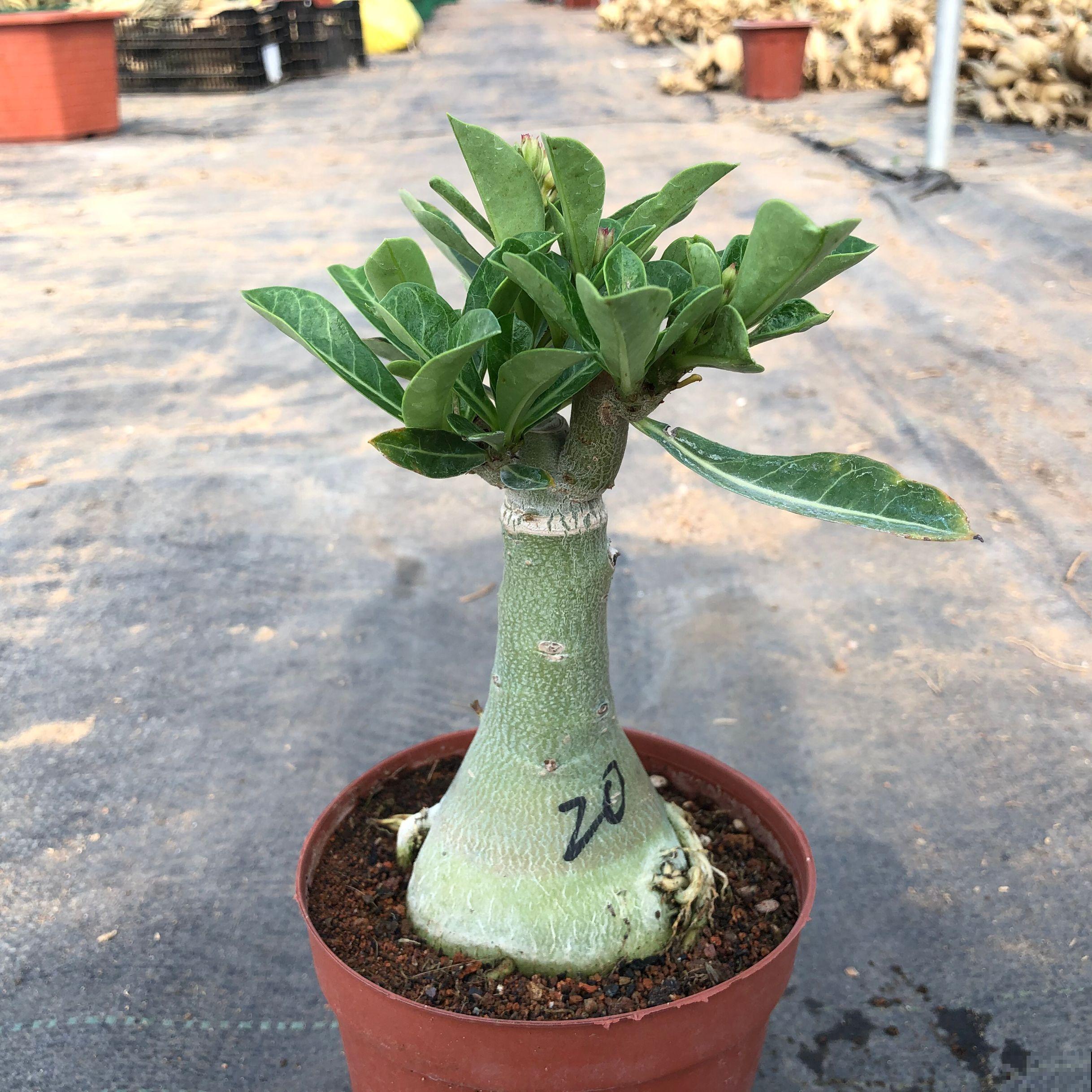 在家里养花一定要谨慎，尤其是这4种，汁液有毒养护要谨慎