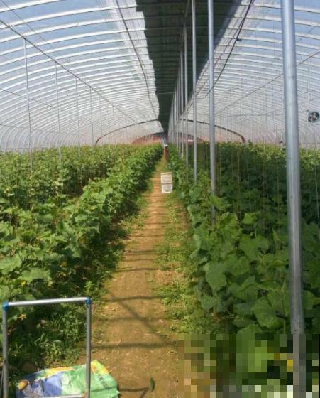 黄瓜养腻了，换一换水果黄瓜，养法相似，营养更高