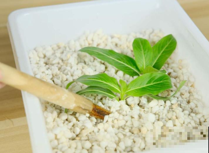 6月份赶紧扦插，学会方法，巧变扦插金手指