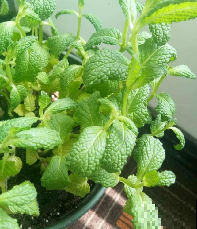 这3种清凉植物，最适合夏季养殖，来看看你有没有养殖吧