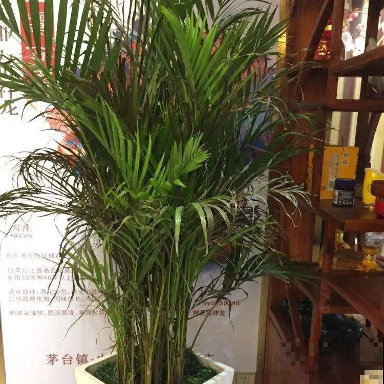 大叶子耐阴花，室内一定养，叶子比脸大，真凉快