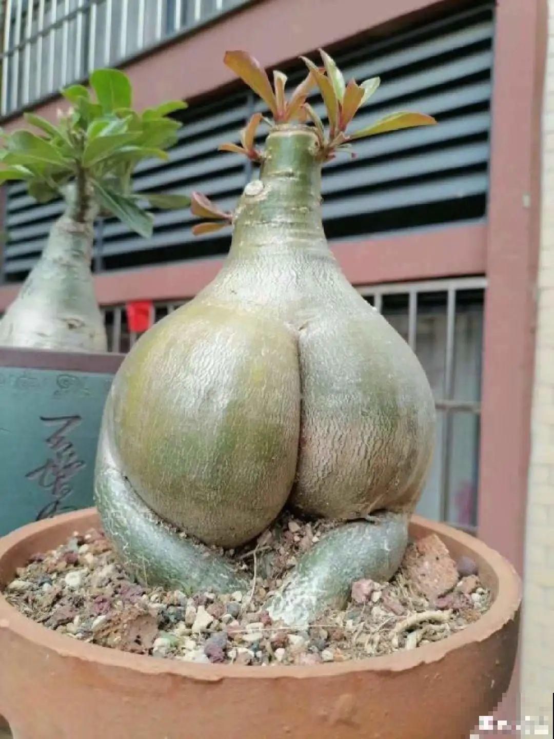 虎皮兰浅盆养，小芽嗖嗖冒，满盆都是新芽