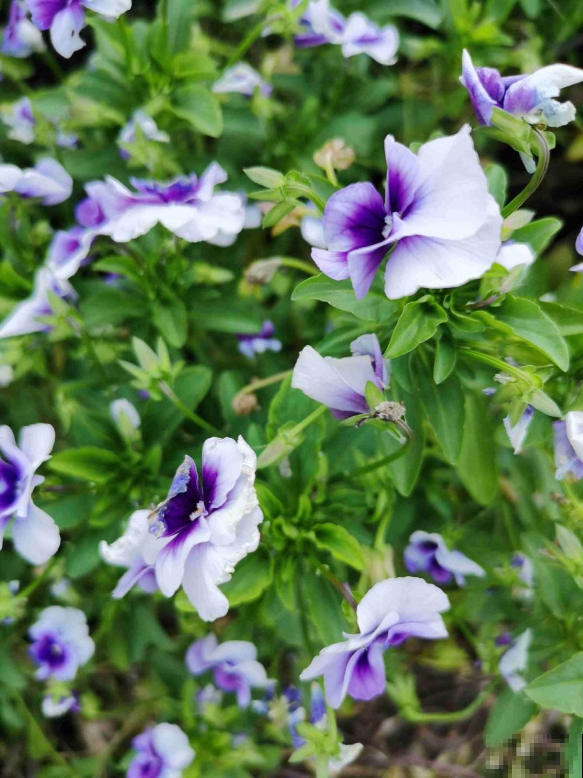 100种常见花,今天终于知道叫什么名了,建议收藏 100种常见花,今天终于知道叫什么名了,建议收藏