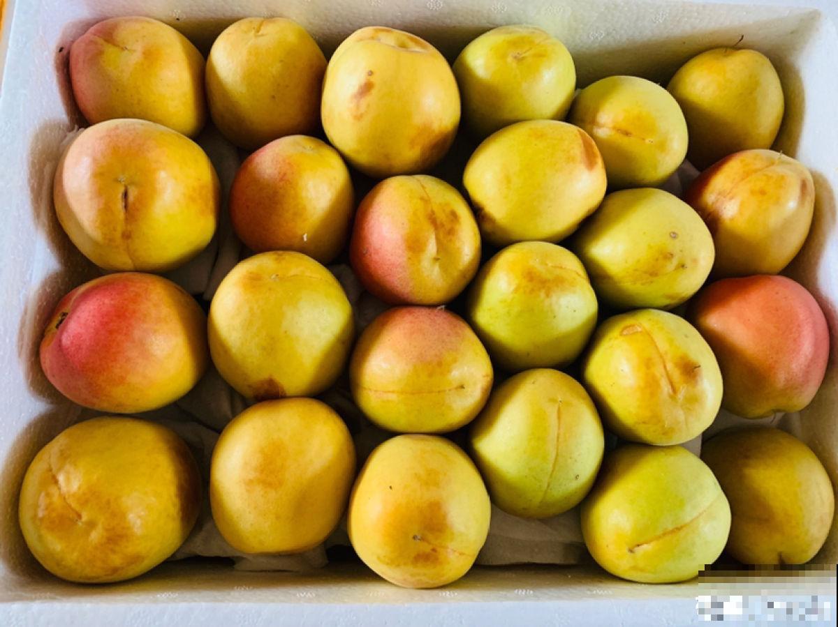 院子里种了棵杏树,没想到惹了麻烦,天天生气 院子里种了棵杏树,没想到惹了麻烦,天天生气