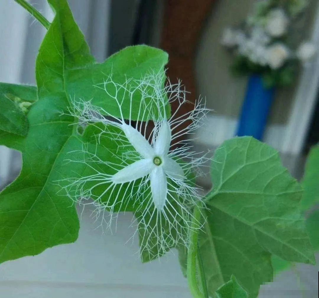 15万块钱的一个蜜瓜，到底有多好吃？