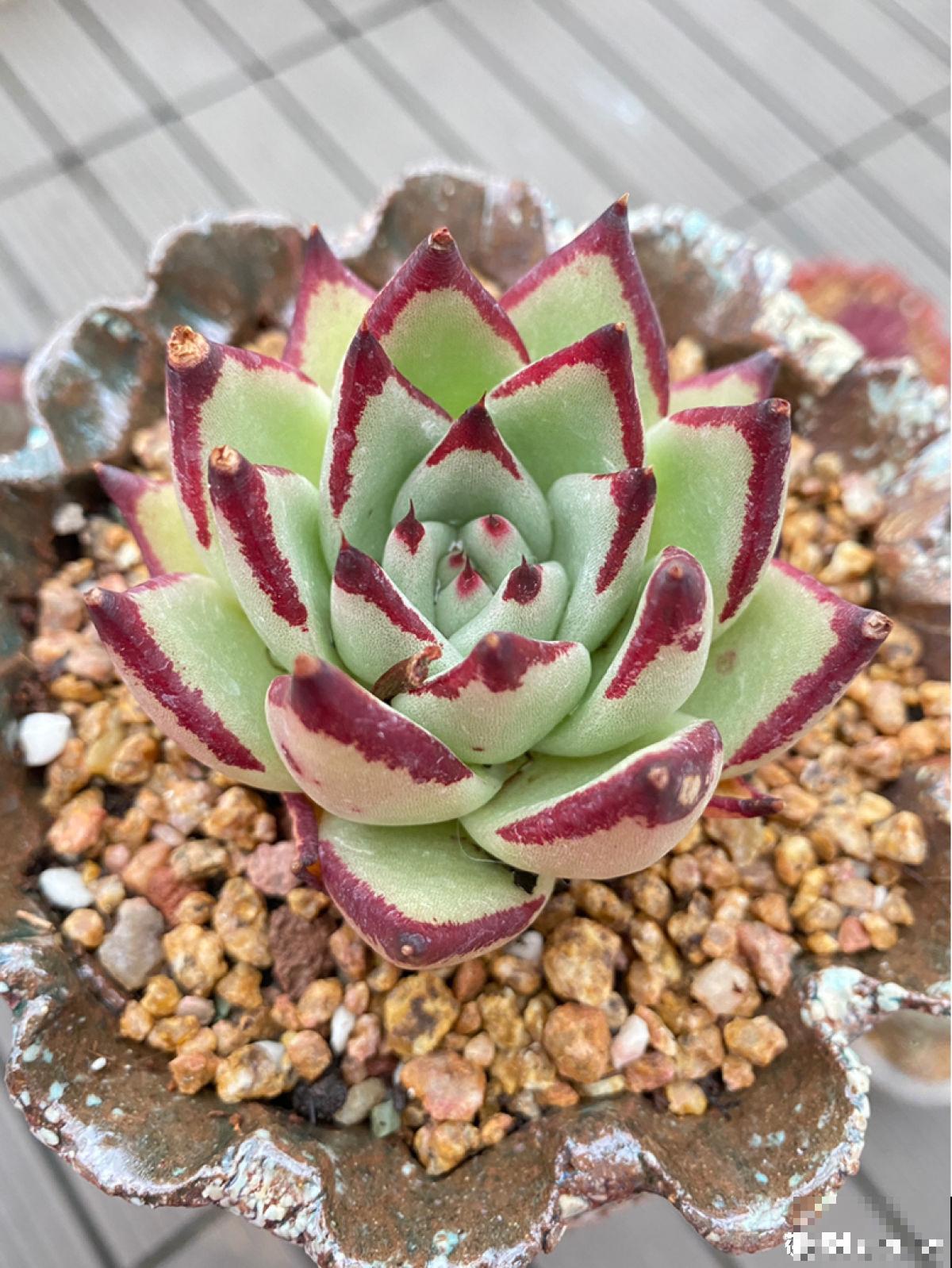 8种超美多肉,秋天抓住时机养,颜值高好养活 8种超美多肉,秋天抓住时机养,颜值高好养活