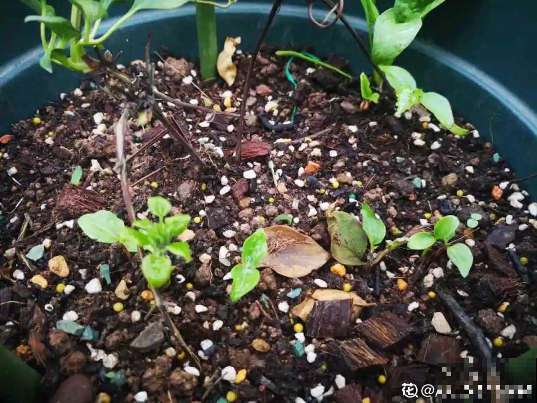 6月份扦插，选好合适的植物品种，沾土、泡水都能活