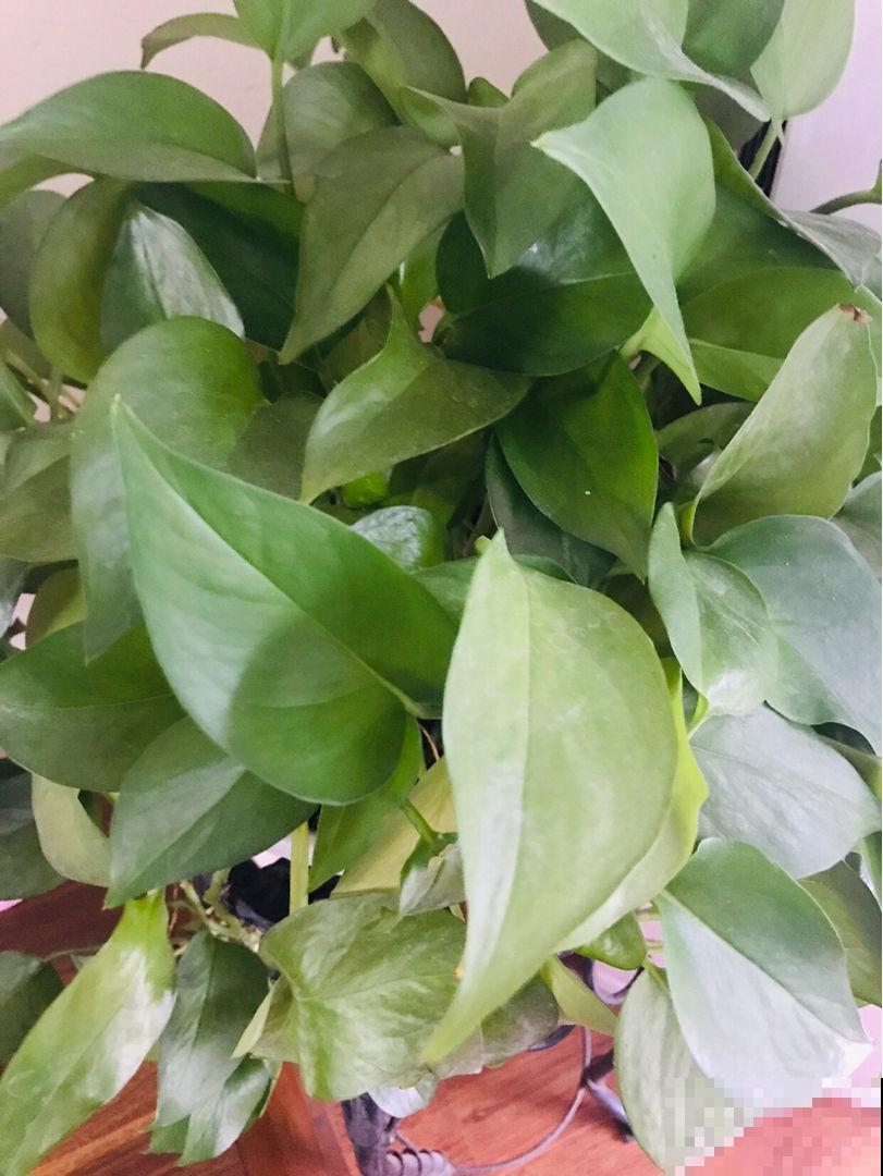 绿萝再好养也有窍门，4个方法，枝条像“喷泉”往外冒