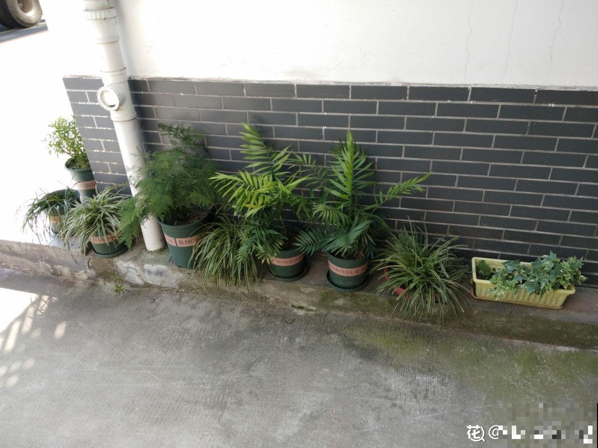 一楼的小院和顶楼的天台,养花人的选择恐惧症,到底哪个好 一楼的小院和顶楼的天台,养花人的选择恐惧症,到底哪个好