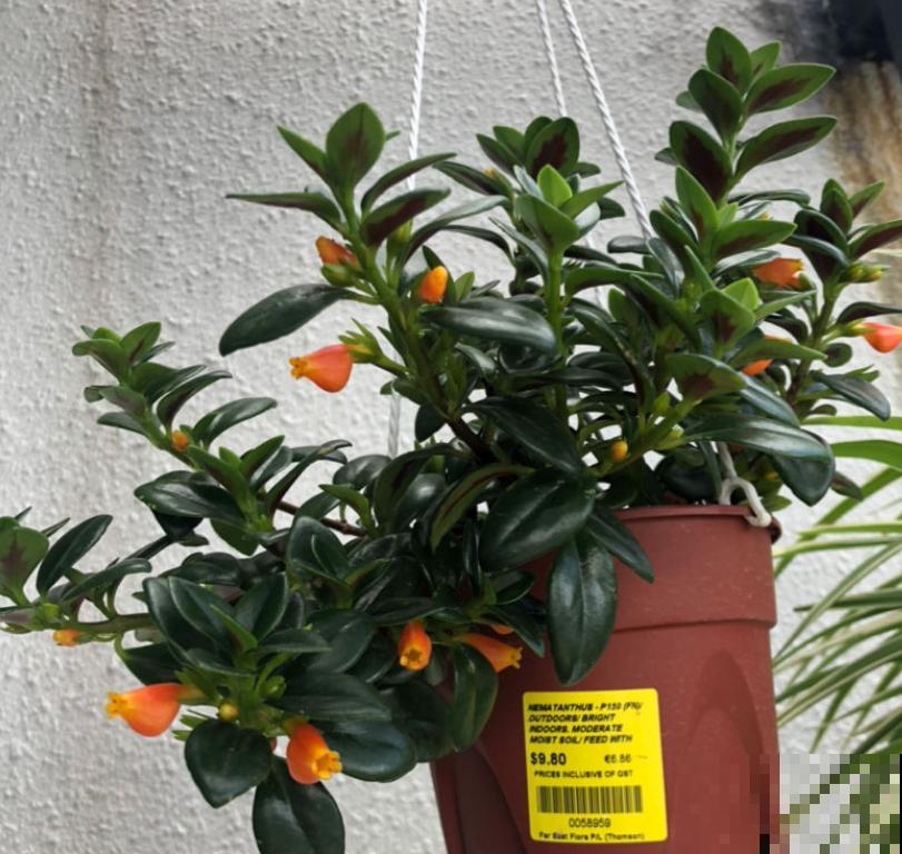 3种花天生可爱,有趣的人都爱养,满盆都是小动物 3种花天生可爱,有趣的人都爱养,满盆都是小动物