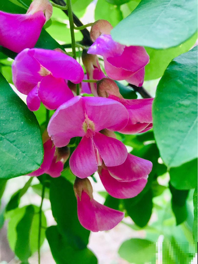 惨！实物美如画，只因名字晦气而不被待见的植物