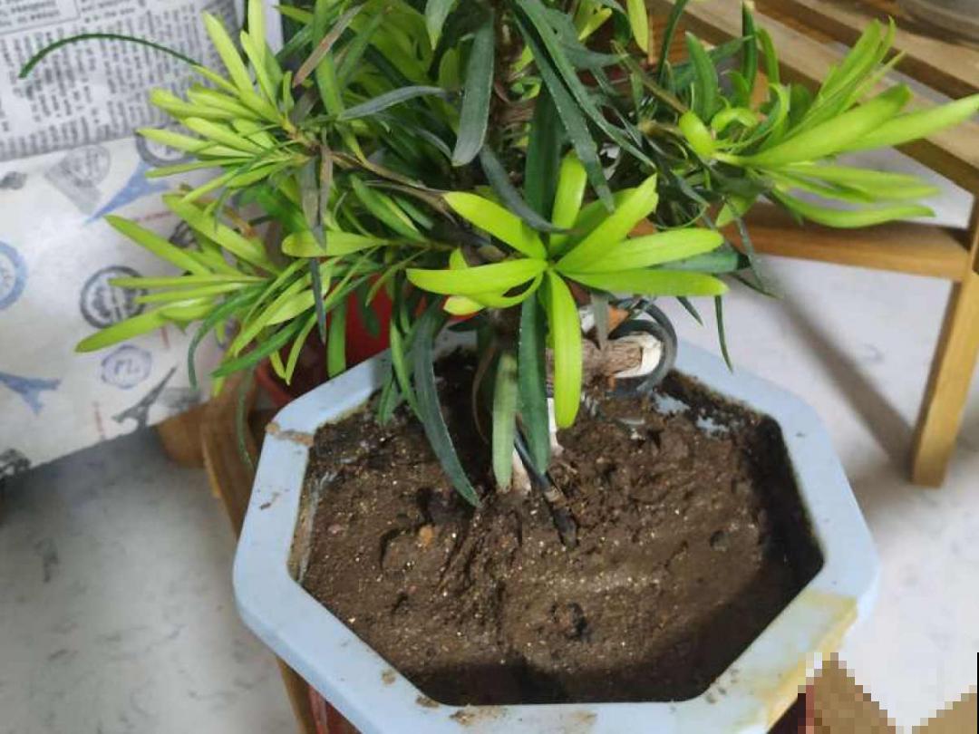 9种土别拿来养花,对花不好,容易黄叶烂根 9种土别拿来养花,对花不好,容易黄叶烂根