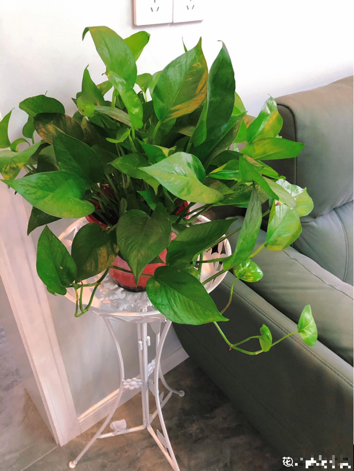 20种常见花,一句话说到浇水要点,赶紧学学 20种常见花,一句话说到浇水要点,赶紧学学