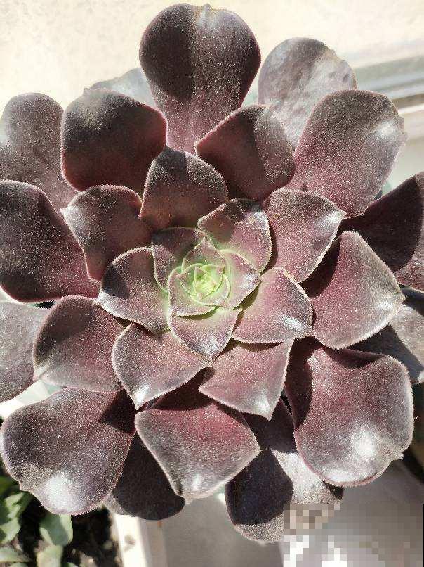 夏天给花浇水有门道，记住浇水“3个坑”，避免植物黑腐