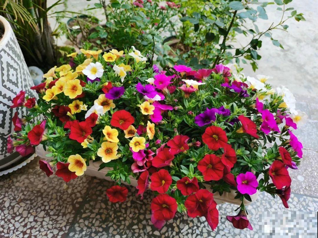 10种花最怕晒，搬进屋里养，不然要死光